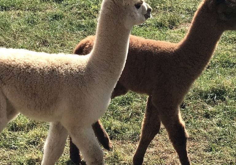 2 new cria both born in the last two weeks